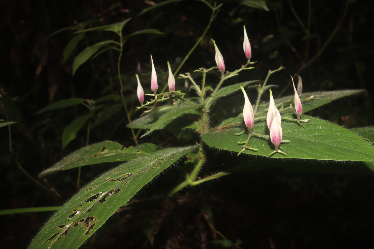 Barleria vestita T.Anderson